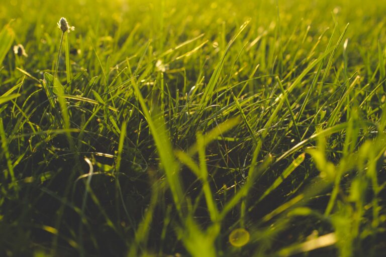 Do I Need to Bag My Grass Clippings if I Have Weeds?